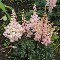 Астильба курчавая Лилипут Астильба курчавая Лилипут